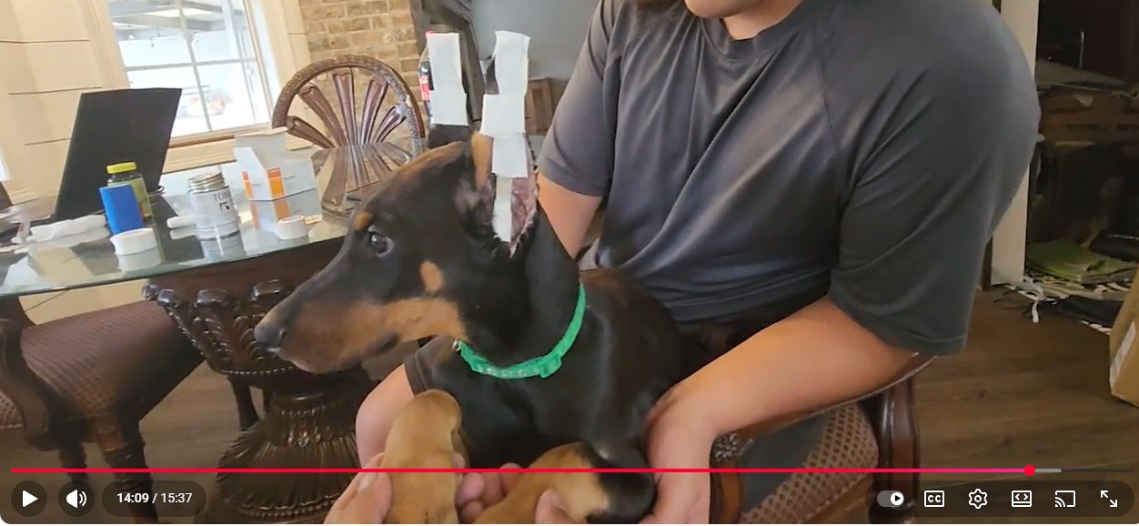 Description of the image